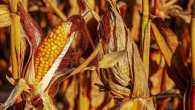 إنتاج الذرة