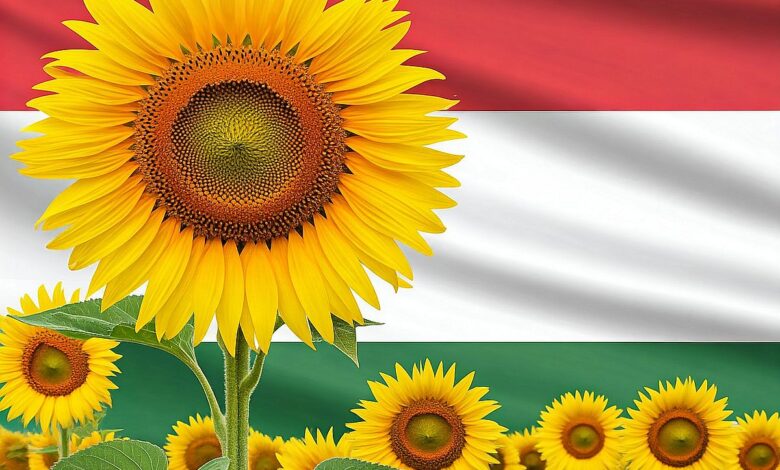 حصاد عباد الشمس