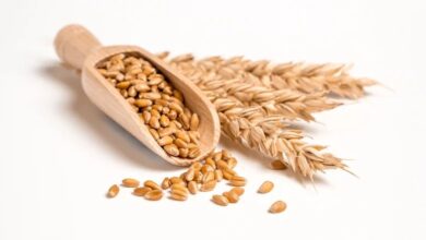 صادرات الحبوب
