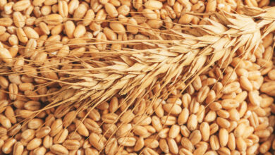 صادرات الحبوب