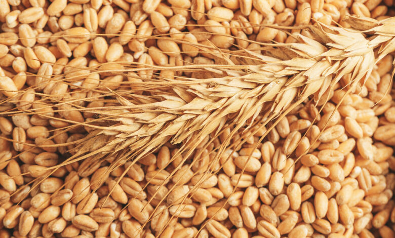 صادرات الحبوب