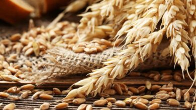 إنتاج القمح في روسيا