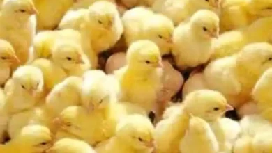 أسعار الكتاكيت