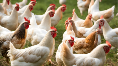 أسعار الدواجن