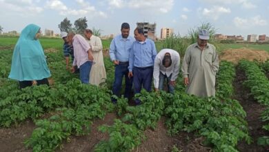 مركز البحوث الزراعية