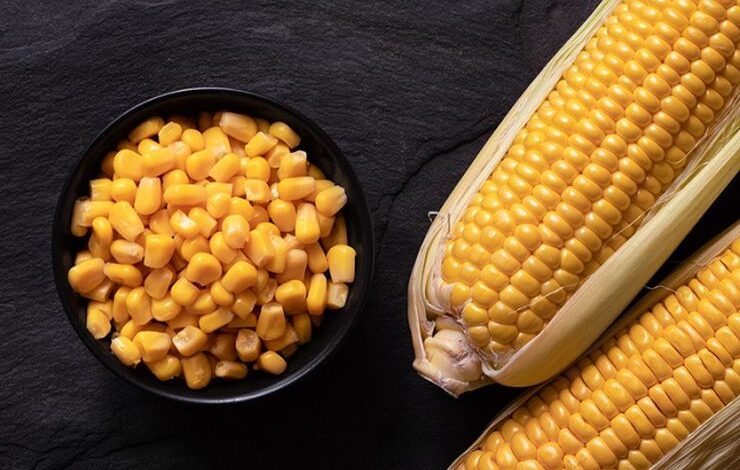 مركز البحوث الزراعية يوقع مذكرة اتفاق مع CIMMYT لتطوير الذرة وتحقيق الأمن الغذائي