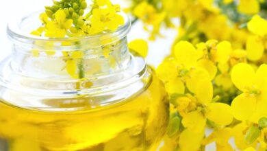 مجلس البذور الزيتية