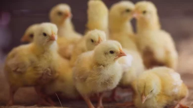 أسعار الكتاكيت