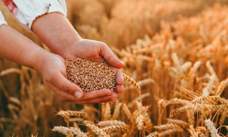 صادرات القمح