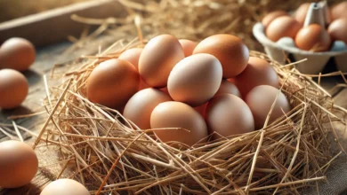 أسعار البيض الأحمر