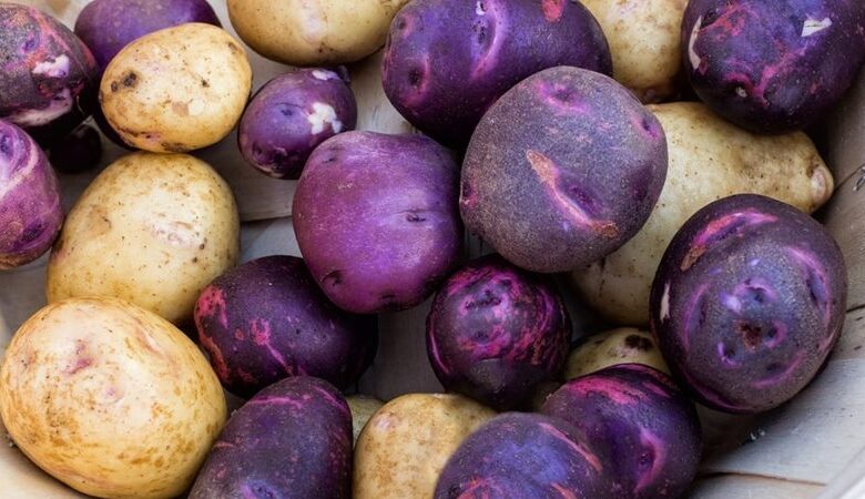 البطاطس البنفسجي