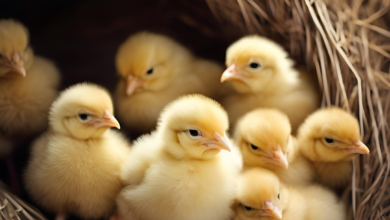 أسعار الكتاكيت اليوم