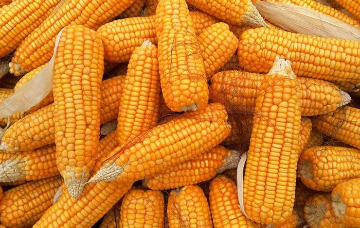 واردات الصين من الذرة