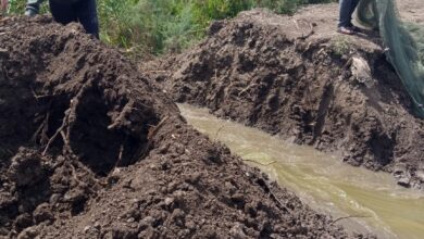 الزراعة تطلق ورشة عمل لمكافحة سوسة النخيل