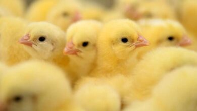 أسعار البيض اليوم الخميس