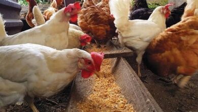 أسعار الدواجن اليوم الخميس