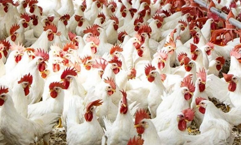 أسعار الدواجن اليوم