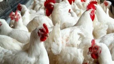 أسعار الدواجن والبيض اليوم