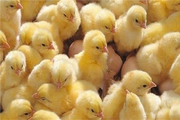 اسعار الكتاكيت اليوم الأحد