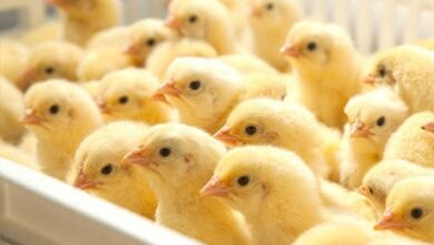 أسعار الكتاكيت اليوم