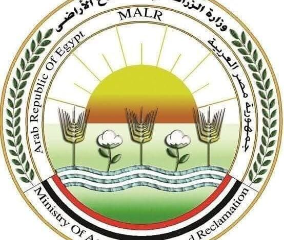 استقبال آلاف الأضاحي بالمجازر الحكومية مجانا