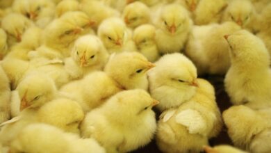 أسعار الكتاكيت اليوم الثلاثاء 24 يونيو 2025