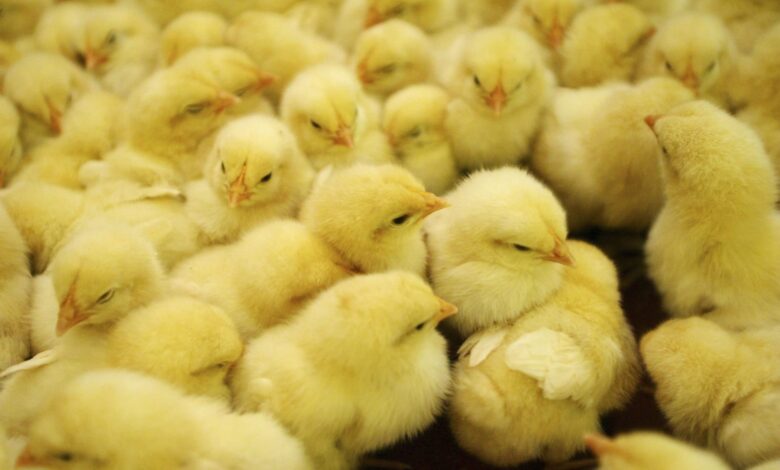 أسعار الكتاكيت اليوم