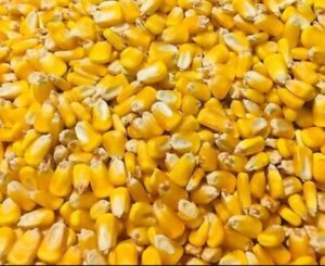 اسعار الذره الصفراء