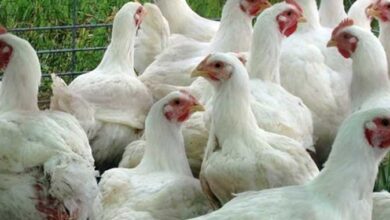 أسعار الدواجن