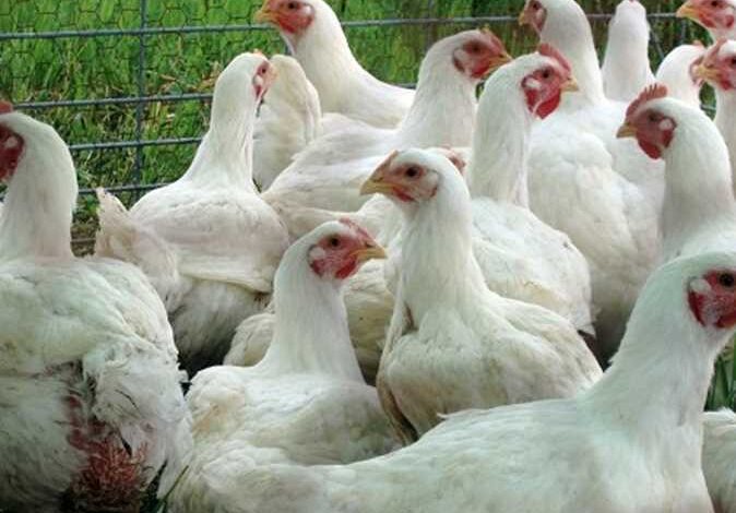 أسعار الدواجن