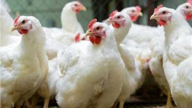 أسعار الدواجن اليوم