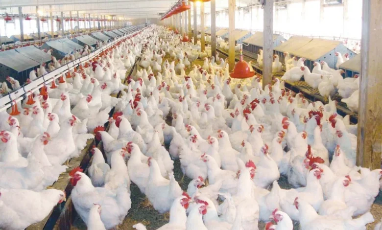 أسعار الدواجن اليوم الأحد