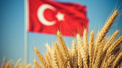 الجفاف يضرب المحاصيل التركية: انخفاض حاد في إنتاج القمح والشعير