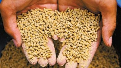 أسعار الأعلاف اليوم