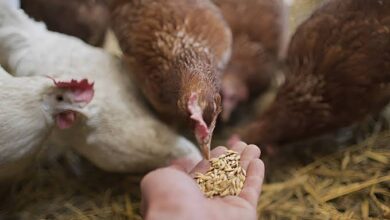 أسعار الأعلاف