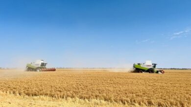 محاصيل الحبوب والبقوليات المبكرة