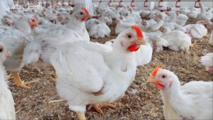 أسعار الطيور والدواجن
