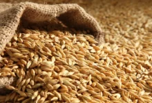 أسعار الارز اليوم