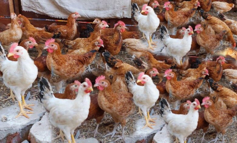 أسعار الدواجن