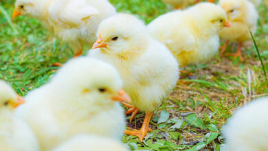 أسعار الكتاكيت