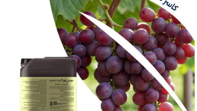 دورسي توب.. كاسر طور السكون الأول في مصر