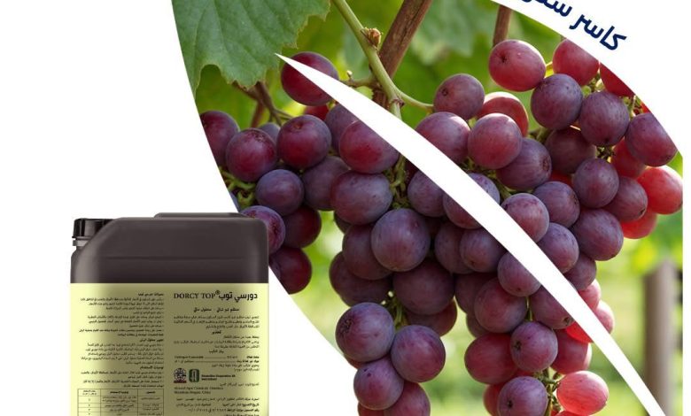 دورسي توب.. كاسر طور السكون الأول في مصر