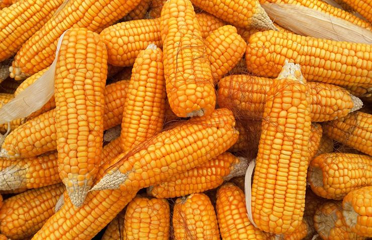 سوق الذرة البرازيلية