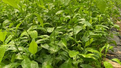 مشتل دالتكس للتطوير الزراعي