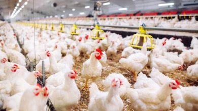 أسعار الدواجن والبيض اليوم في مصر