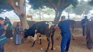 فعاليات القافلة البيطرية المجانية بمحافظة المنيا