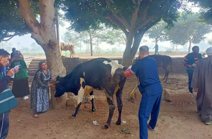 فعاليات القافلة البيطرية المجانية بمحافظة المنيا