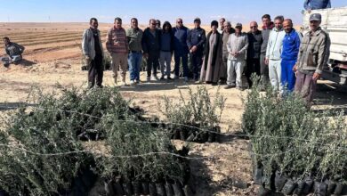 خطة موسعة لتوزيع شتلات الزيتون على المنتفعين داخل التجمعات التنموية في سيناء