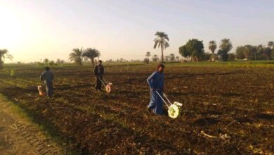 الزراعة تتفذ أكثر من 2000 ندوة إرشادية بمختلف محافظات الجمهورية