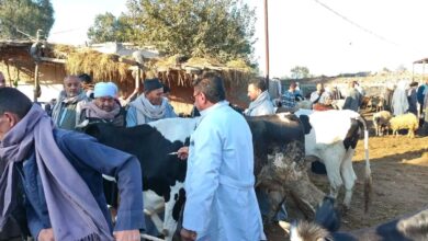 الزراعة تعلن تحصين 8,5 مليون رأس ماشية ضد الحمى القلاعية 